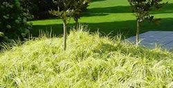 Drought Tolerant Ground Cover, Studio City CA